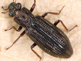 Hydrochus angustatus