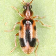 Notoxus monoceros (3.7–5.5 mm)