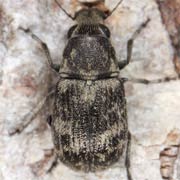 Phaeochrotes cinctus (2–3 mm)