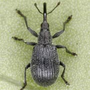 Ischnopterapion loti (2–2.5 mm)