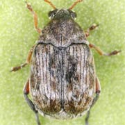 Bruchidius lividimanus (2–3 mm)