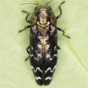 Coraebus undatus (10–14 mm)