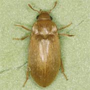 Byturus tomentosus (3.8–4.3 mm)