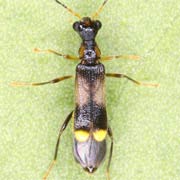Malthinus balteatus (3–4 mm)