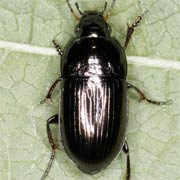 Amara communis (6–8 mm)
