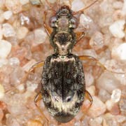 Asaphidion austriacum (4.2–4.8 mm)