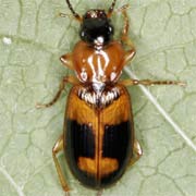 Badister lacertosus (5–7 mm)