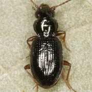 Bembidion gilvipes (2.5–2.8 mm)