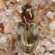 Bembidion ruficolle (3.2–3.5 mm)