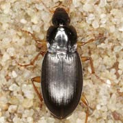 Calathus micropterus (7–8 mm)