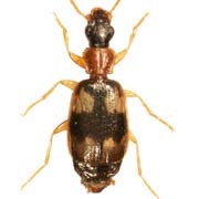 Calodromius bifasciatus (2.8–3 mm)