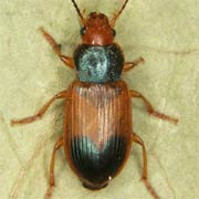 Diachromus germanus (8–10 mm)