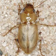 Harpalus flavescens (11–13 mm)