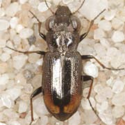 Notiophilus biguttatus (5–5.5 mm)