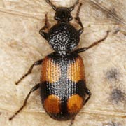 Panagaeus bipustulatus (6.5–8 mm)
