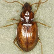Porotachys bisulcatus (2.8–3.2 mm)