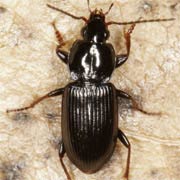 Pterostichus vernalis (6–7.7 mm)
