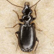 Syntomus truncatellus (2.8–3.5 mm)