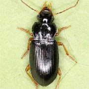 Trichotichnus laevicollis (6–8.5 mm)