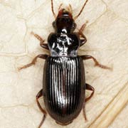 Trichotichnus nitens (7.5–9 mm)