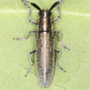 Agapanthia pannonica (7–13 mm)