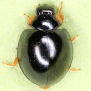 Exochomus nigromaculatus (4–4.8 mm)