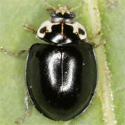 Oenopia impustulata (3.5–5.3 mm)