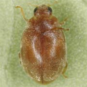 Scymnus impexus (2–2.5 mm)