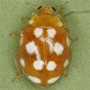 Vibidia duodecimguttata (3–4 mm)
