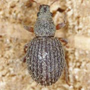 Brachysomus hirtus (2.2–3 mm)
