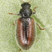 Laricobius erichsonii (2–2.5 mm)