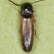 Adrastus axillaris (4.2–6 mm)