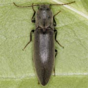 Agriotes pilosellus (12.5–17 mm)