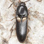 Ampedus tristis (7–9 mm)