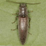 Synaptus filiformis (9–12 mm)