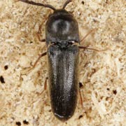 Dirhagus emyi (3.5–4 mm)
