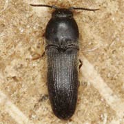 Dromaeolus barnabita (4–6 mm)