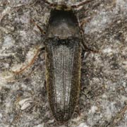 Hylis cariniceps (4–6.5 mm)