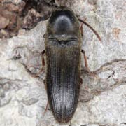 Hylis foveicollis (4–6 mm)