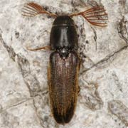 Isorhipis melasoides (7.8–11 mm)