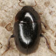 Limnebius truncatellus (2–2 mm)
