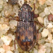 Helophorus arvernicus (3–3.5 mm)