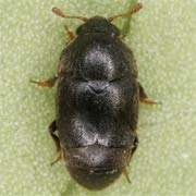 Brachypterolus pulicarius (1.9–3 mm)