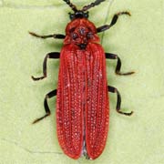 Benibotarus taygetanus (9–10 mm)