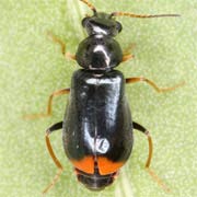 Ebaeus pedicularius (2.5–3 mm)