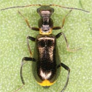 Sphinginus lobatus (2.5–3 mm)