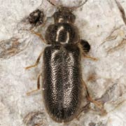 Aplocnemus impressus (4–5 mm)