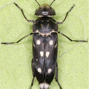 Hoshihananomia perlata (6.8–10 mm)