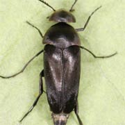 Mordella aculeata (5–7 mm)