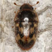 Cryptarcha undata (2–3.2 mm)